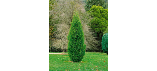 Cupressocyparis leyl. pyramidalis 'Eisspitze'®