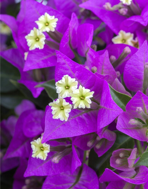 Bougainvillea Busch 