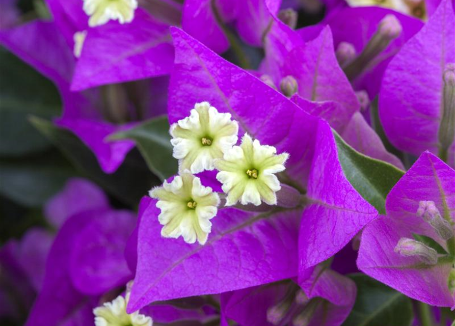 Bougainvillea Busch 