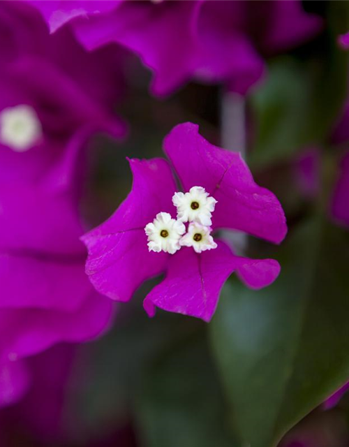 Bougainvillea Busch 