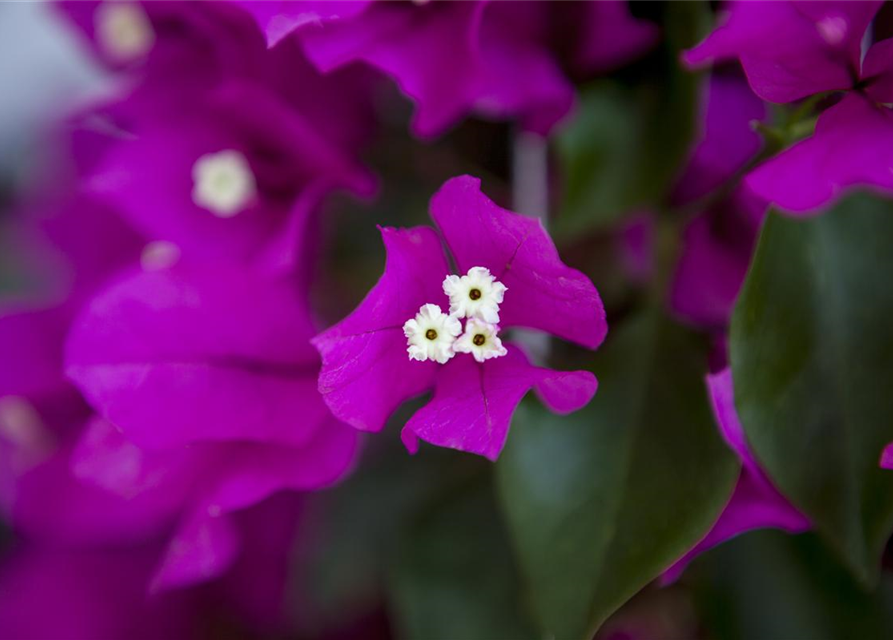 Bougainvillea Busch 