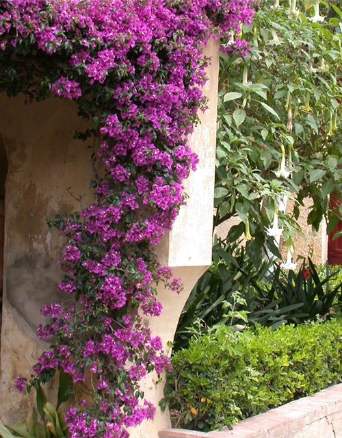 Bougainvillea Busch 