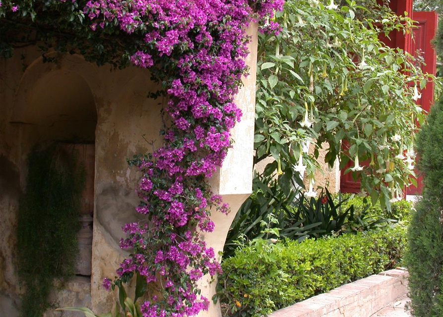 Bougainvillea Busch 