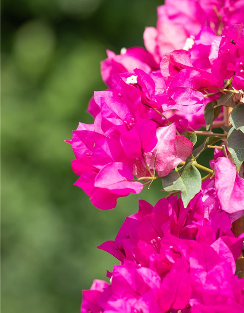 Bougainvillea Busch 