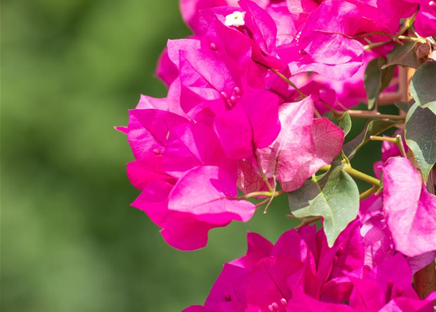 Bougainvillea Busch 