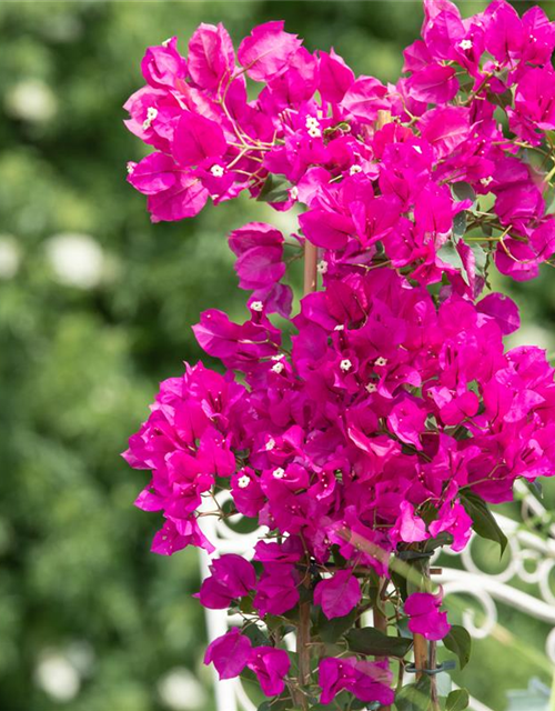 Bougainvillea Busch 