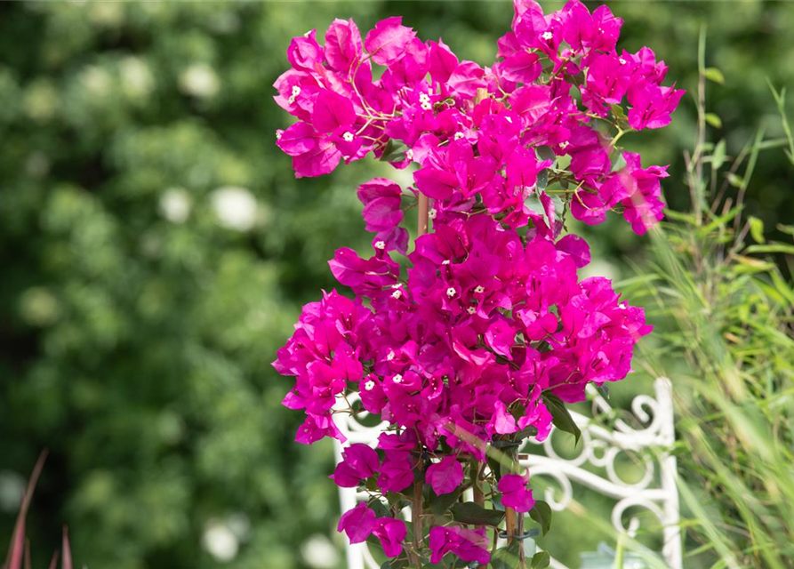 Bougainvillea Busch 