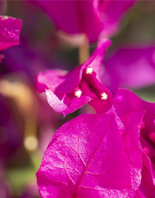 Bougainvillea Busch 