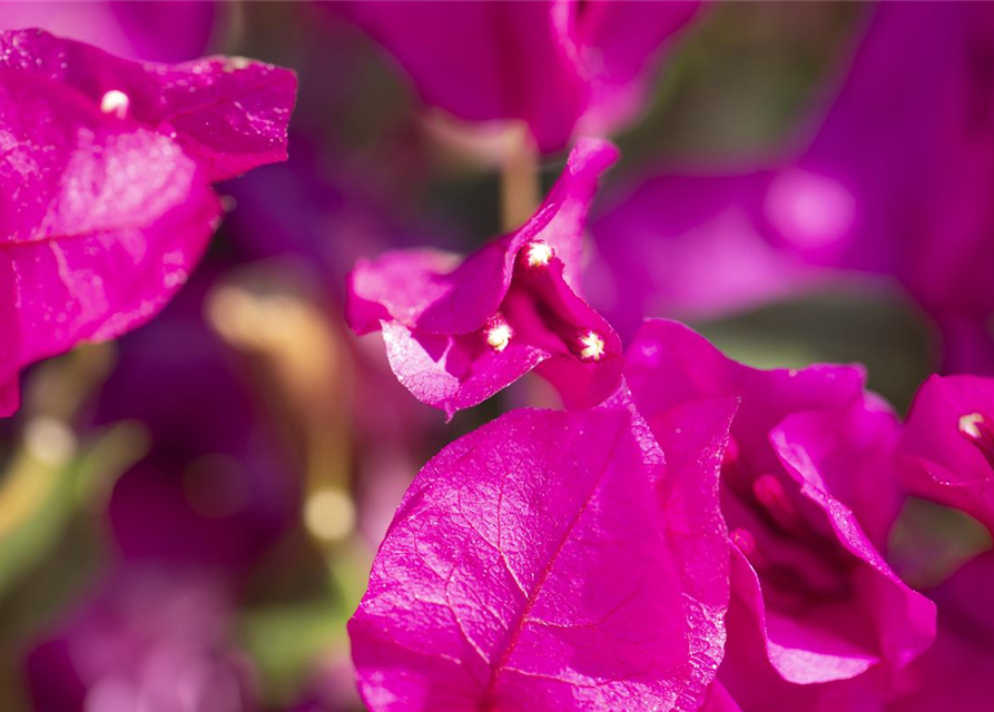 Bougainvillea Busch 