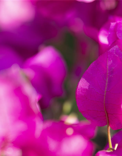 Bougainvillea Busch 