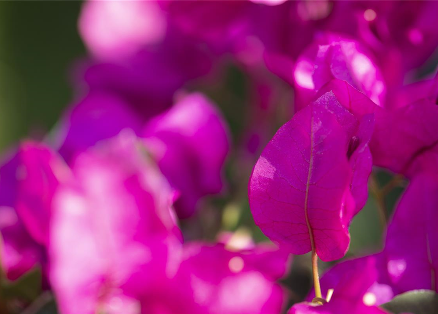 Bougainvillea Busch 