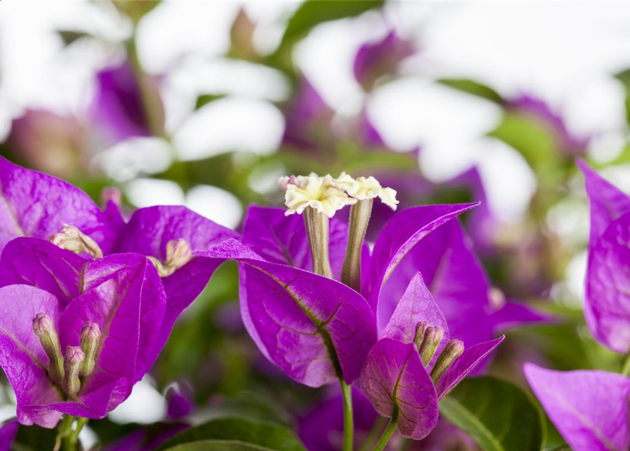 Bougainvillea Stamm 