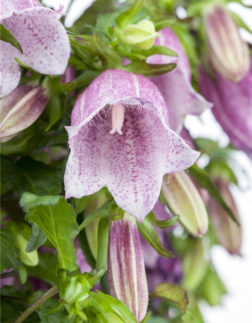 Campanula 