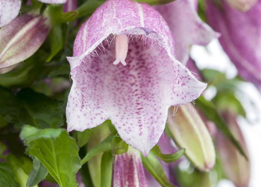 Campanula 