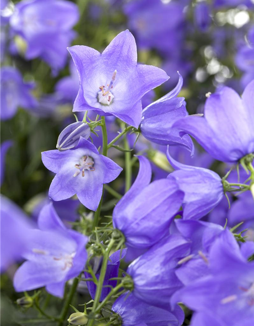 Campanula 