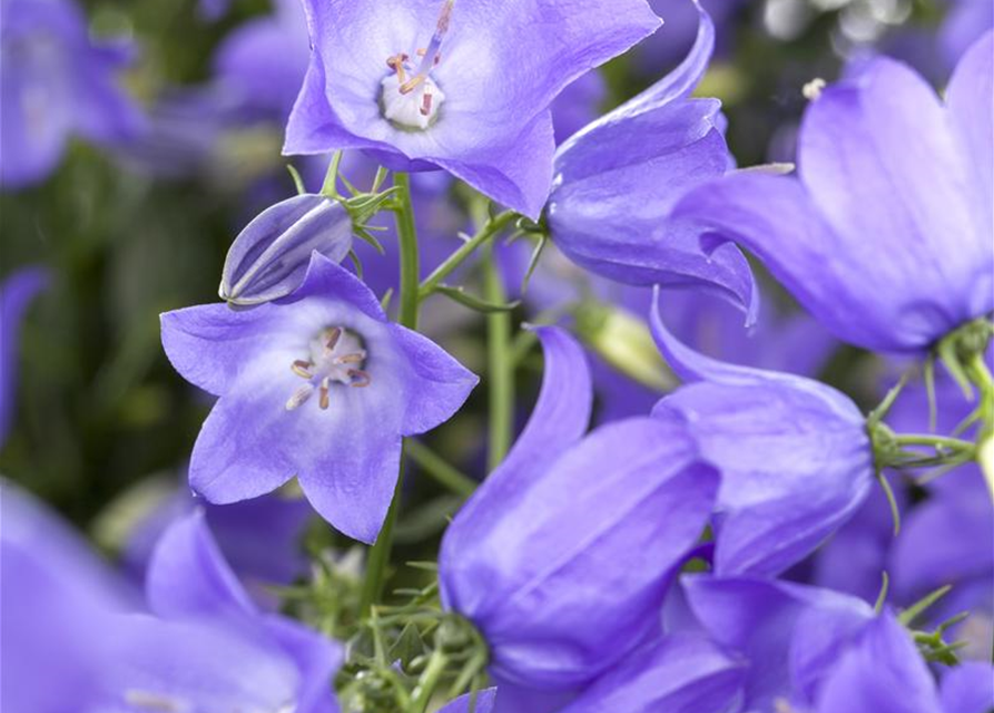 Campanula 