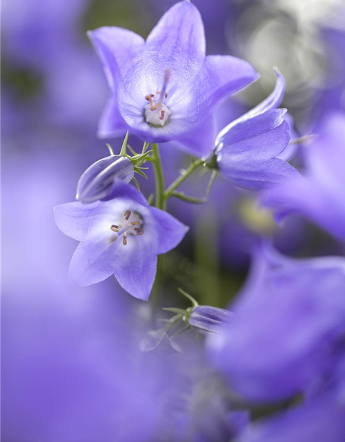 Campanula 