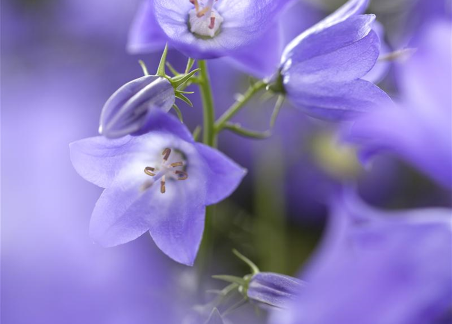 Campanula 