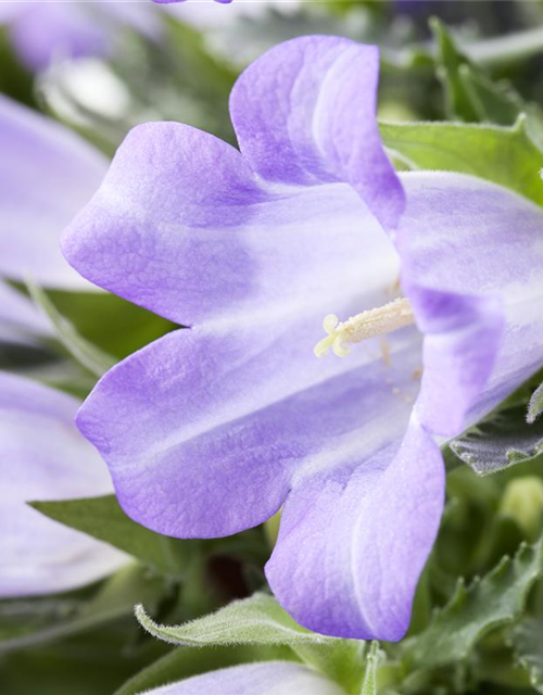 Campanula 