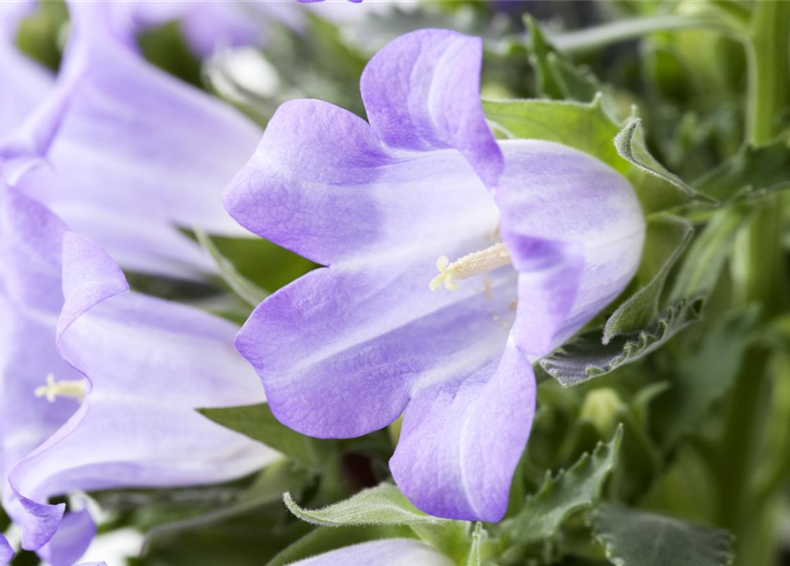 Campanula 