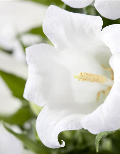 Campanula 