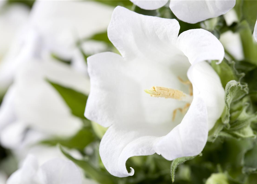 Campanula 