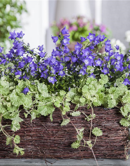 Campanula 