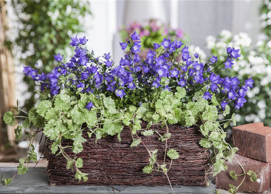 Campanula 