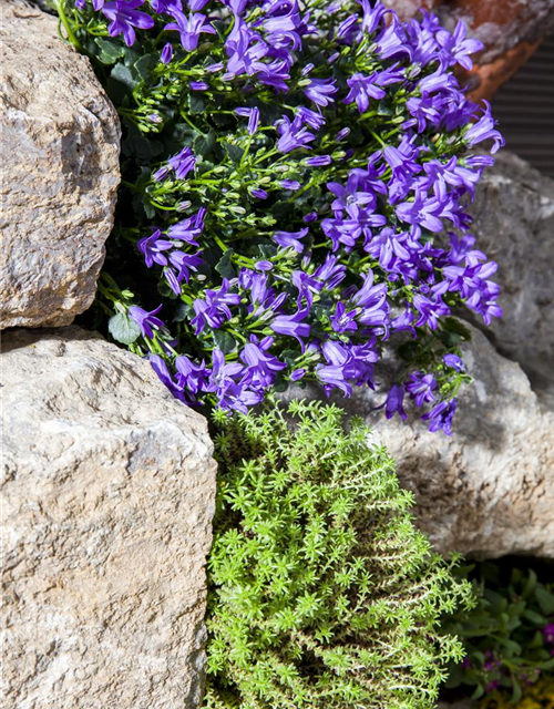 Campanula 