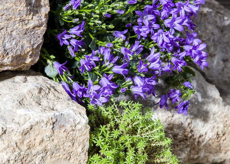 Campanula 