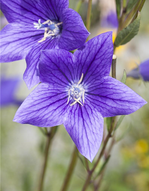 Campanula 