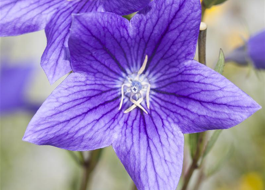 Campanula 