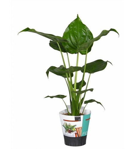 Alocasia cucullata