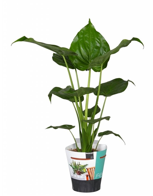 Alocasia cucullata