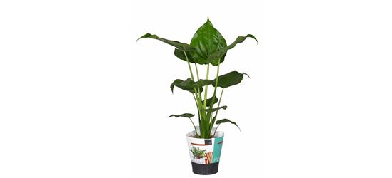 Alocasia cucullata