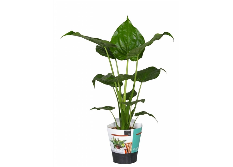 Alocasia cucullata