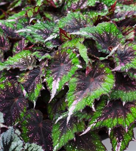 Begonia Beleaf evening glow