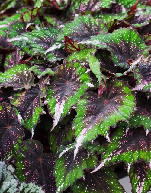 Begonia Beleaf evening glow