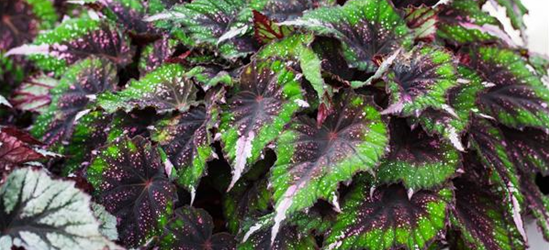 Begonia Beleaf evening glow