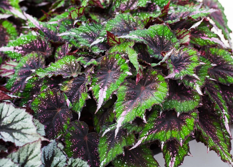 Begonia Beleaf evening glow