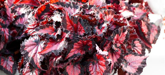 Begonia Beleaf inca night