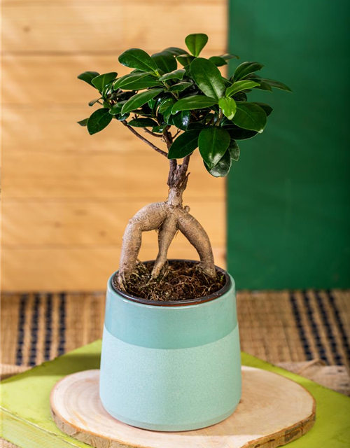 Ficus Ginseng