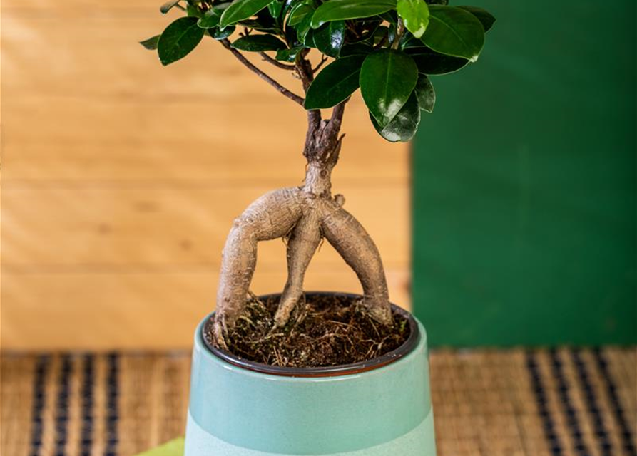 Ficus Ginseng