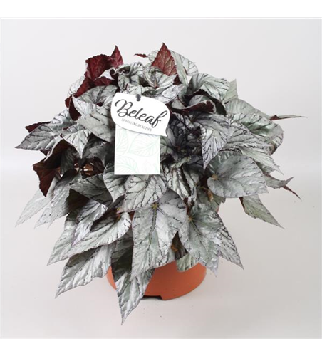 Begonia Beleaf