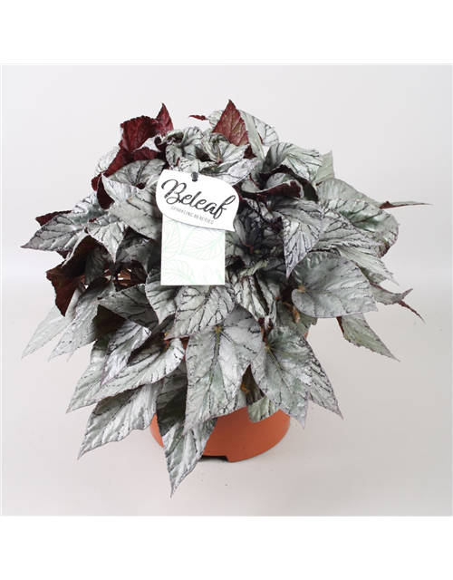 Begonia Beleaf