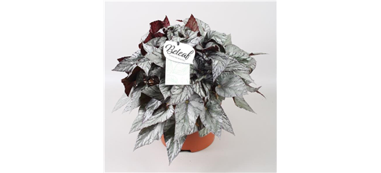 Begonia Beleaf