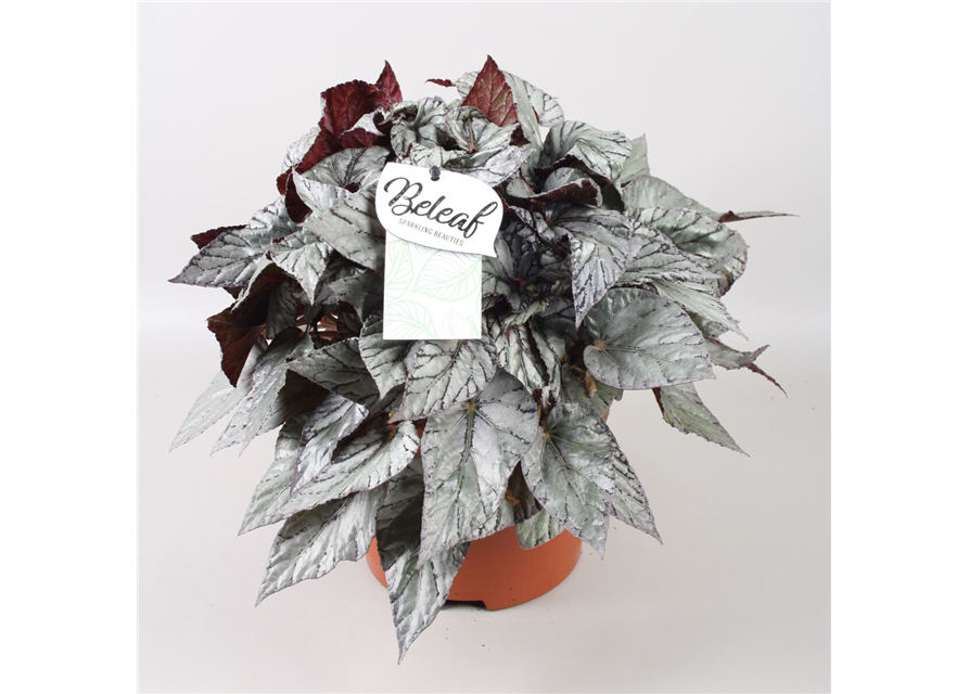 Begonia Beleaf