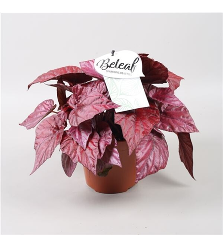 Begonia Beleaf 