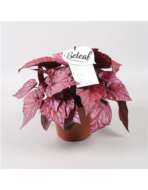 Begonia Beleaf 