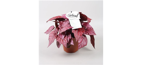 Begonia Beleaf 